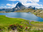 Flowers on Lake Gentau, Lakes of Ayous with Mount Middi d Ossau, Pyrenees National Park, France